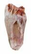Bargain, Triassic Phytosaur Tooth - Arizona #62469-1